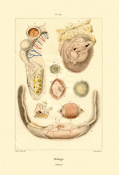 Ovologi, 1833-39 af French School